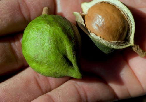 What is the second most expensive nut?